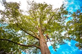 Reliable Ave Maria, FL Tree Care Services Solutions